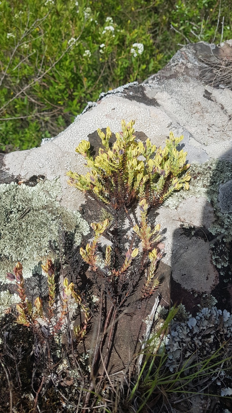 Hypericum cavernicola photo 3