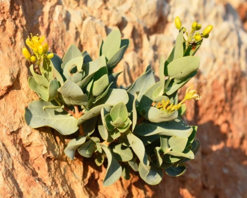 Hypericum celikaense