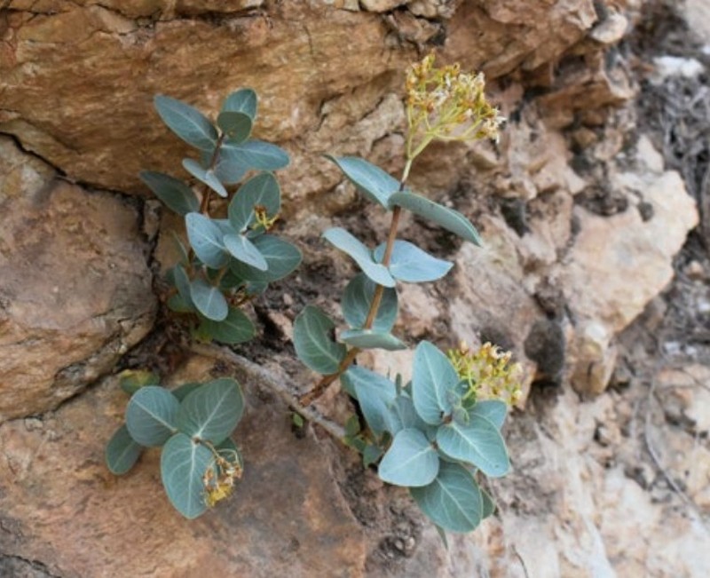 Hypericum celikaense photo 2