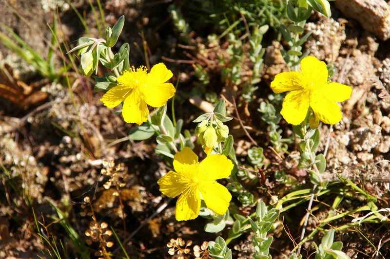 Hypericum cerastoides