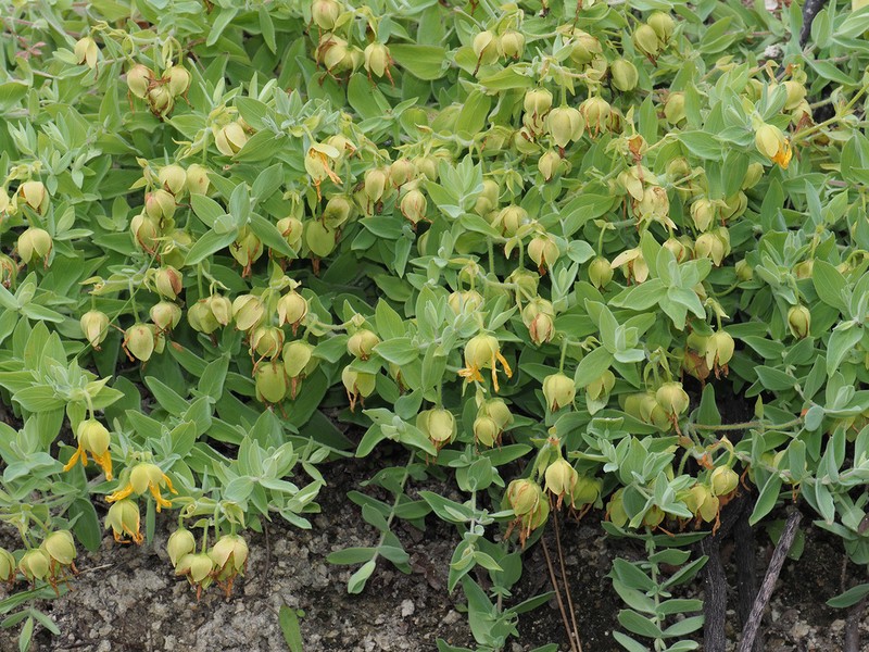 Hypericum cerastoides photo 2
