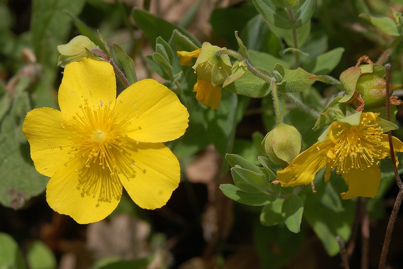 Hypericum cerastoides photo 3