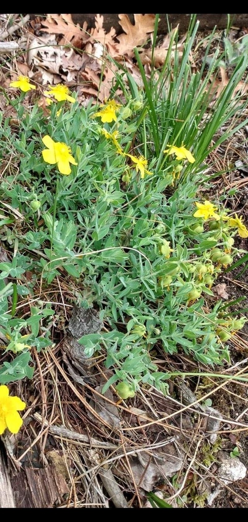 Hypericum cerastoides photo 4