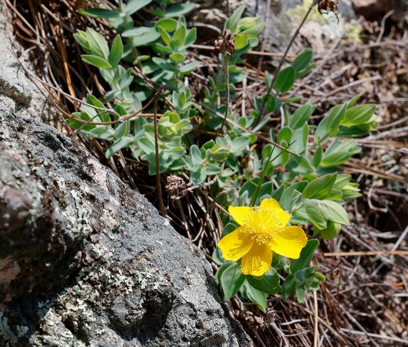 Hypericum cerastoides photo 5