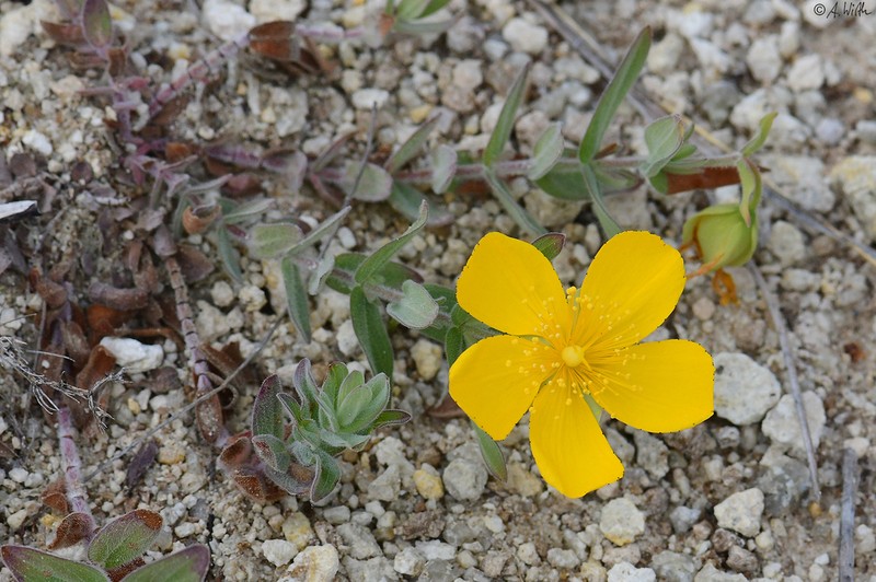 Hypericum cerastoides photo 6