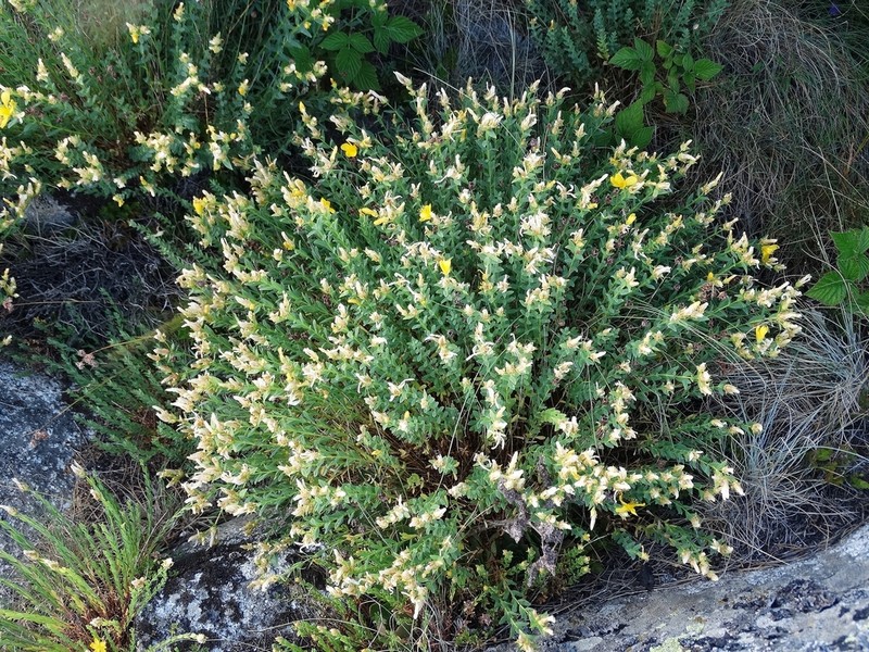 Hypericum cerastoides photo 7