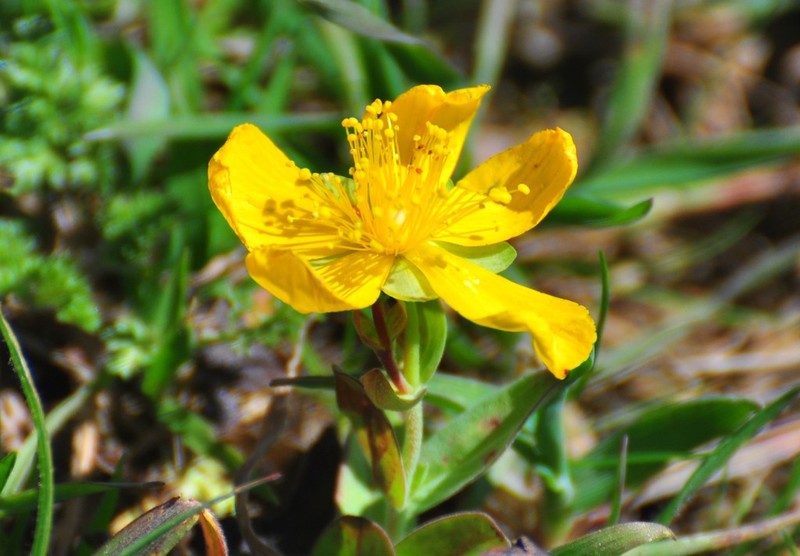 Hypericum cerastoides photo 8