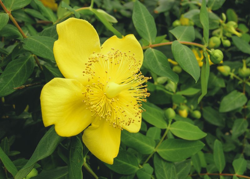 Hypericum cerastoides