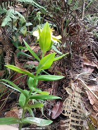 Hypericum chamaemyrtus