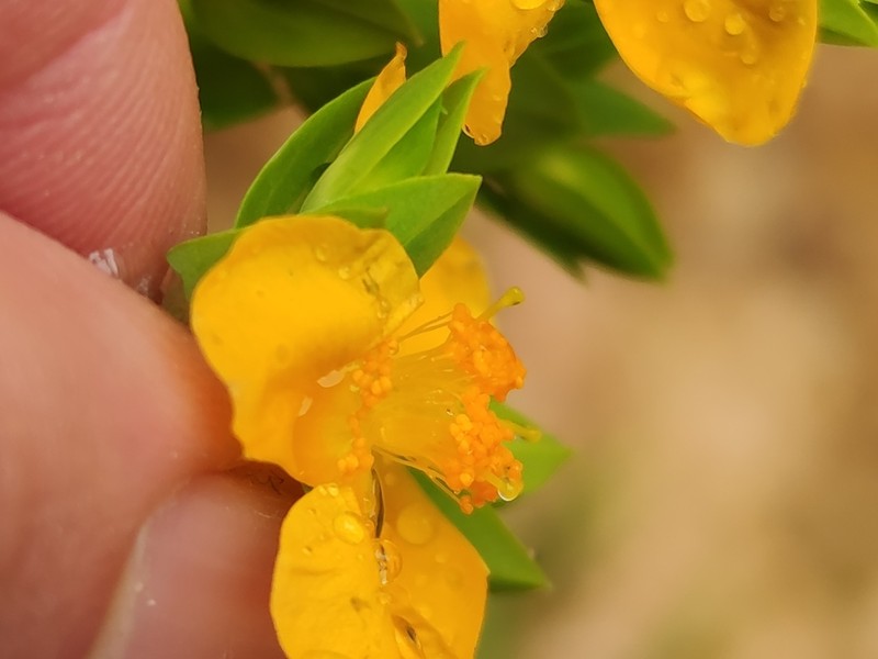 Hypericum chamaemyrtus photo 2