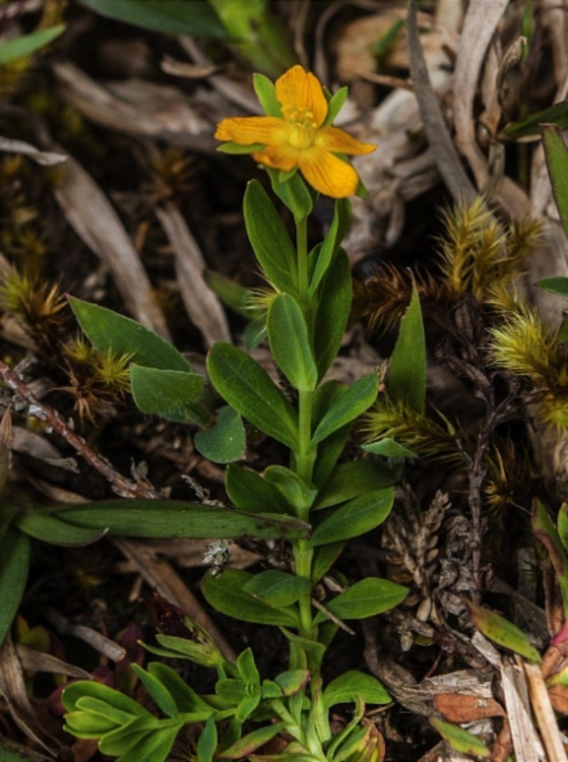 Hypericum chamaemyrtus photo 3