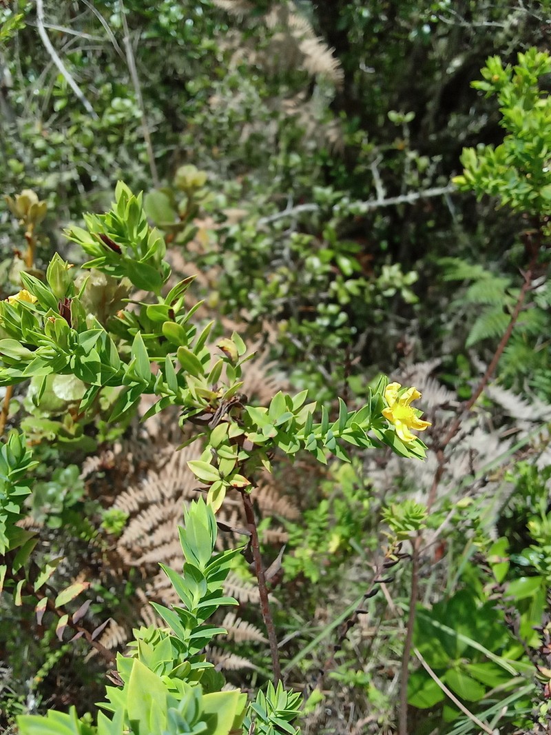 Hypericum chamaemyrtus photo 4
