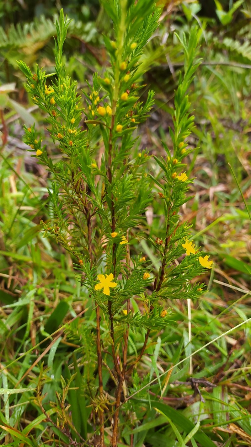 Hypericum chamaemyrtus photo 6