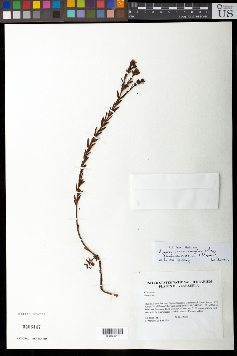 Hypericum chamaemyrtus photo 7