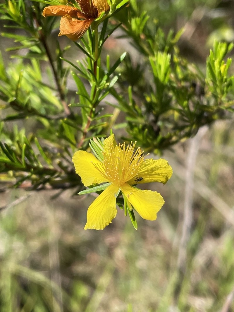 Apalachicola St. Johnswort photo 2