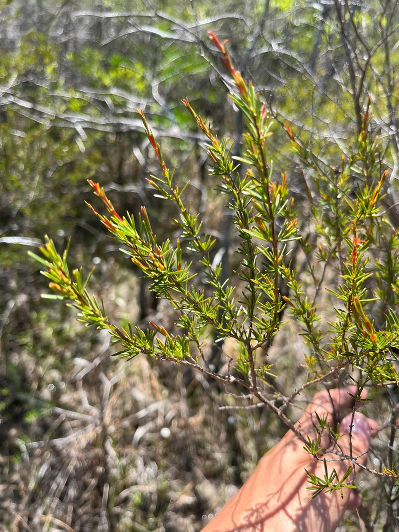 Apalachicola St. Johnswort photo 3