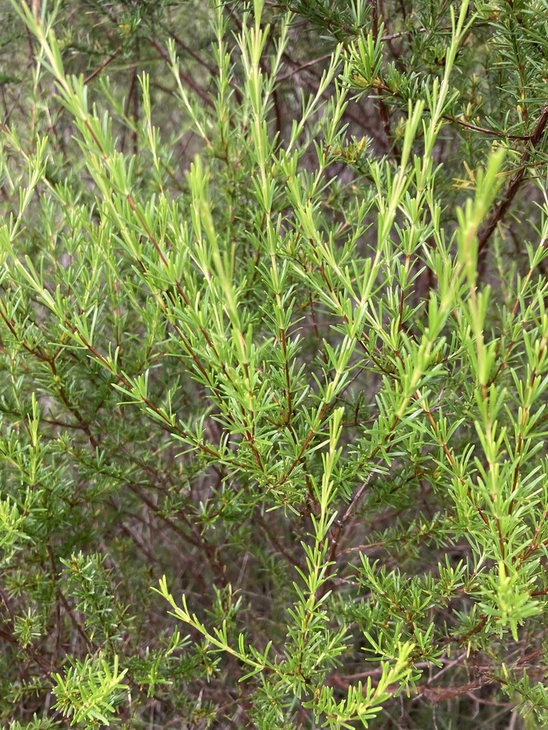 Apalachicola St. Johnswort photo 4