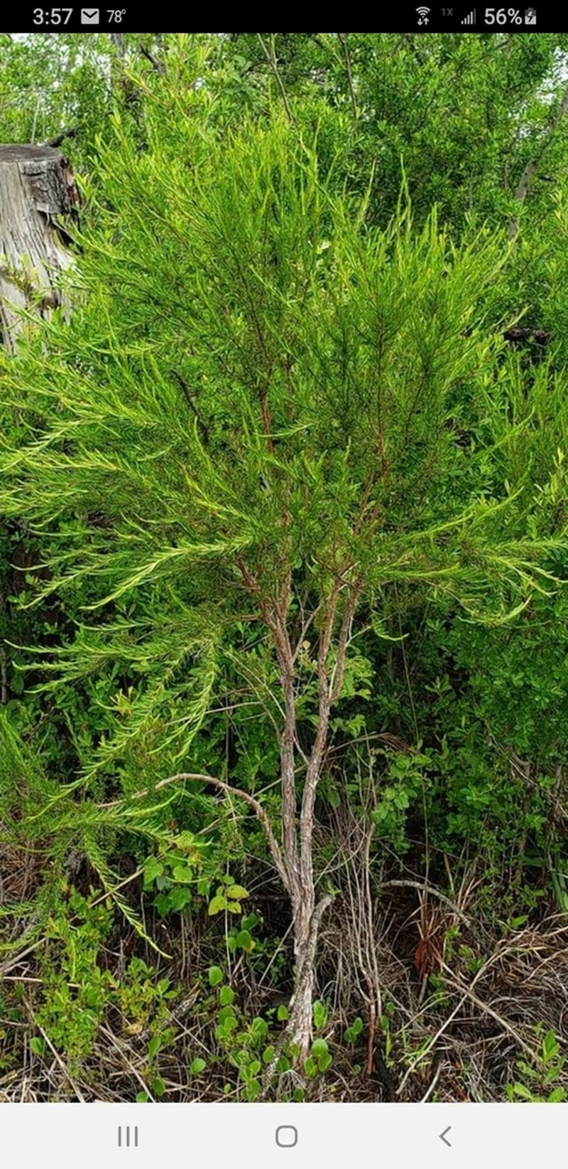 Apalachicola St. Johnswort photo 5