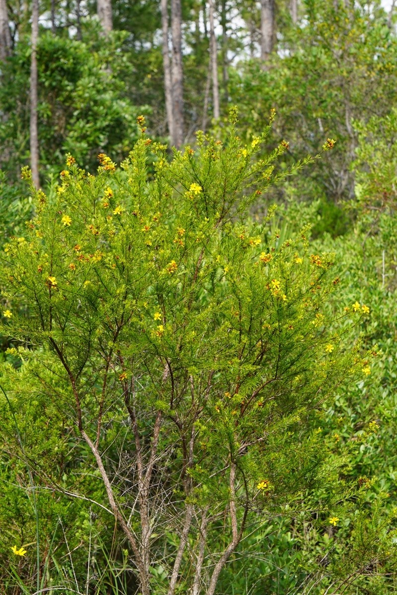 Apalachicola St. Johnswort photo 6