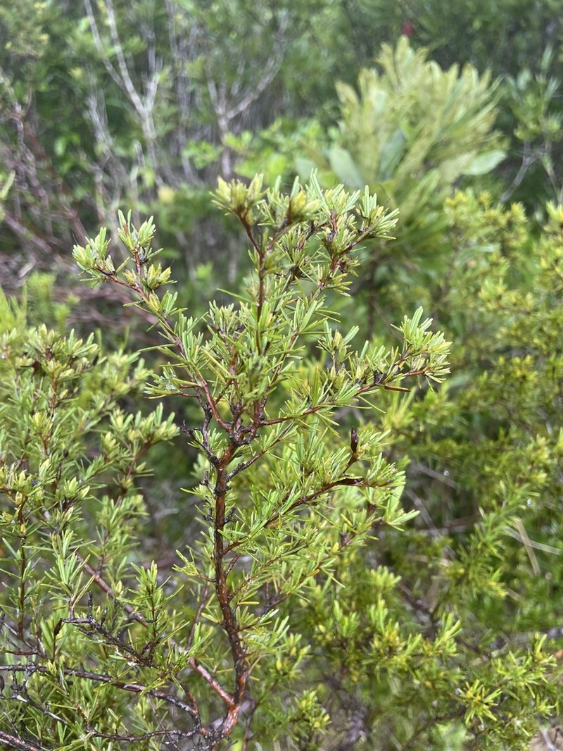 Apalachicola St. Johnswort photo 7