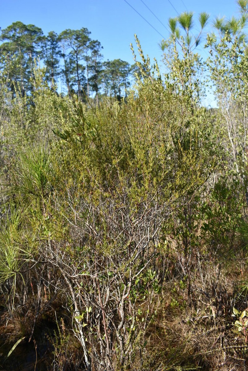 Apalachicola St. Johnswort photo 8