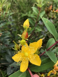 Hypericum choisyanum