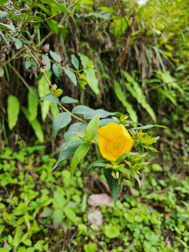 Hypericum choisyanum photo 2