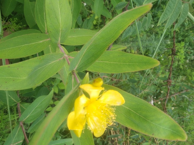 Hypericum choisyanum photo 3
