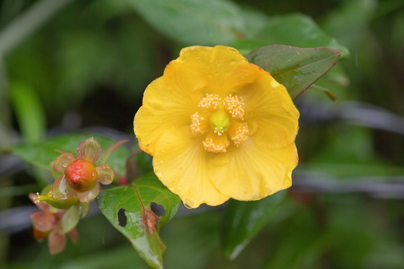 Hypericum choisyanum photo 4