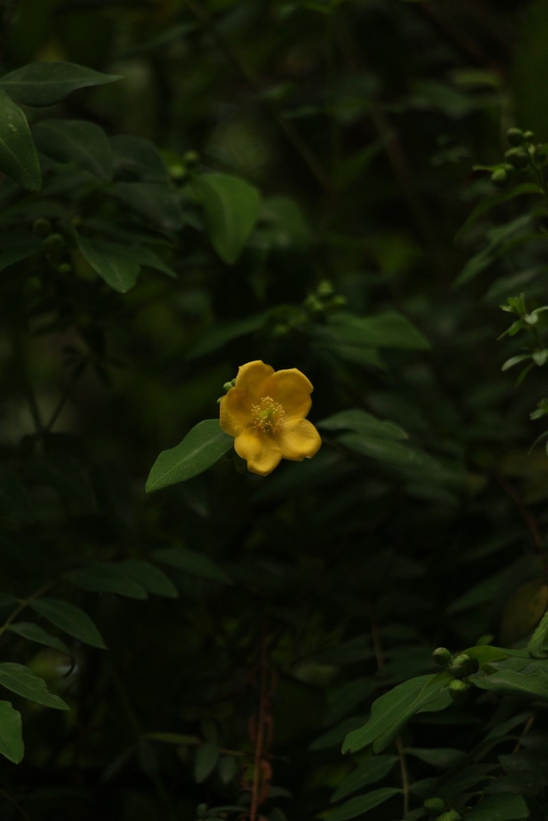 Hypericum choisyanum photo 5