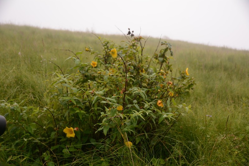Hypericum choisyanum photo 6