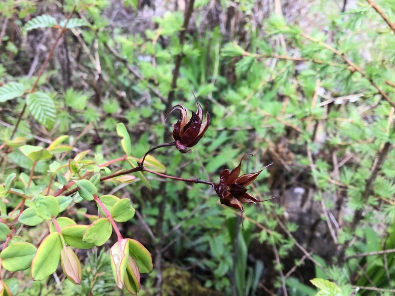 Hypericum choisyanum photo 7
