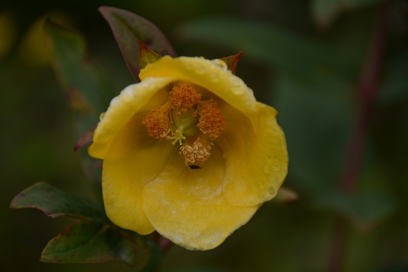 Hypericum choisyanum photo 8