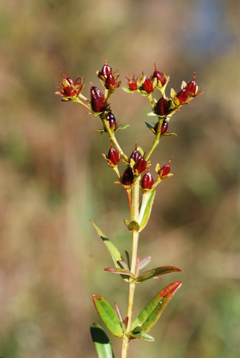 Roundpod St. Johnswort photo 2