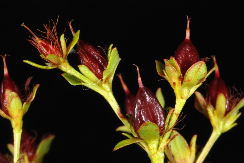 Roundpod St. Johnswort photo 3