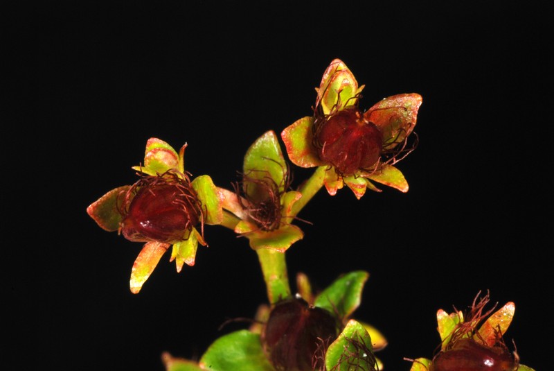Roundpod St. Johnswort