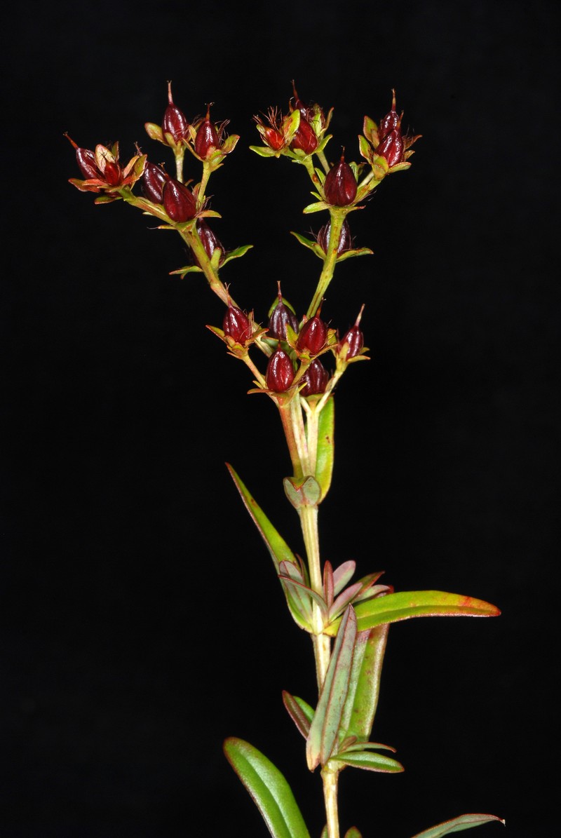 Roundpod St. Johnswort photo 4