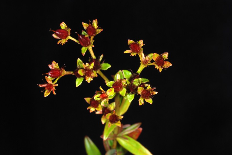 Roundpod St. Johnswort photo 5