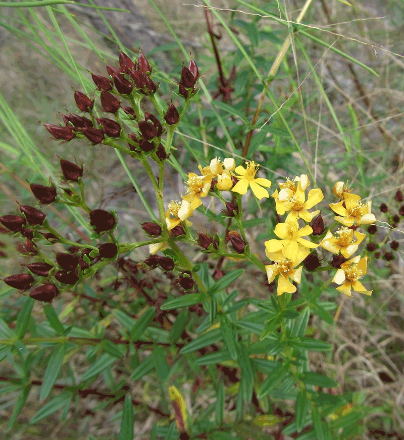 Roundpod St. Johnswort photo 6