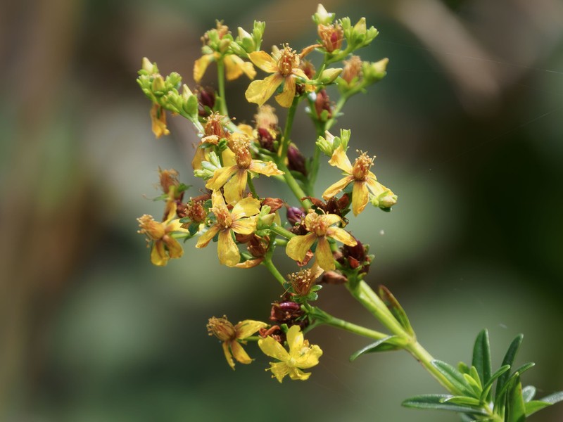 Roundpod St. Johnswort