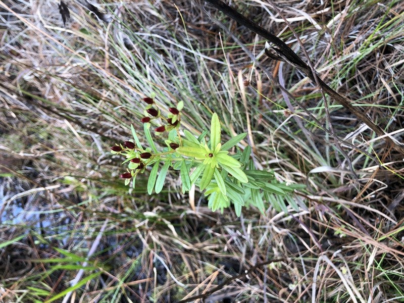 Roundpod St. Johnswort photo 2