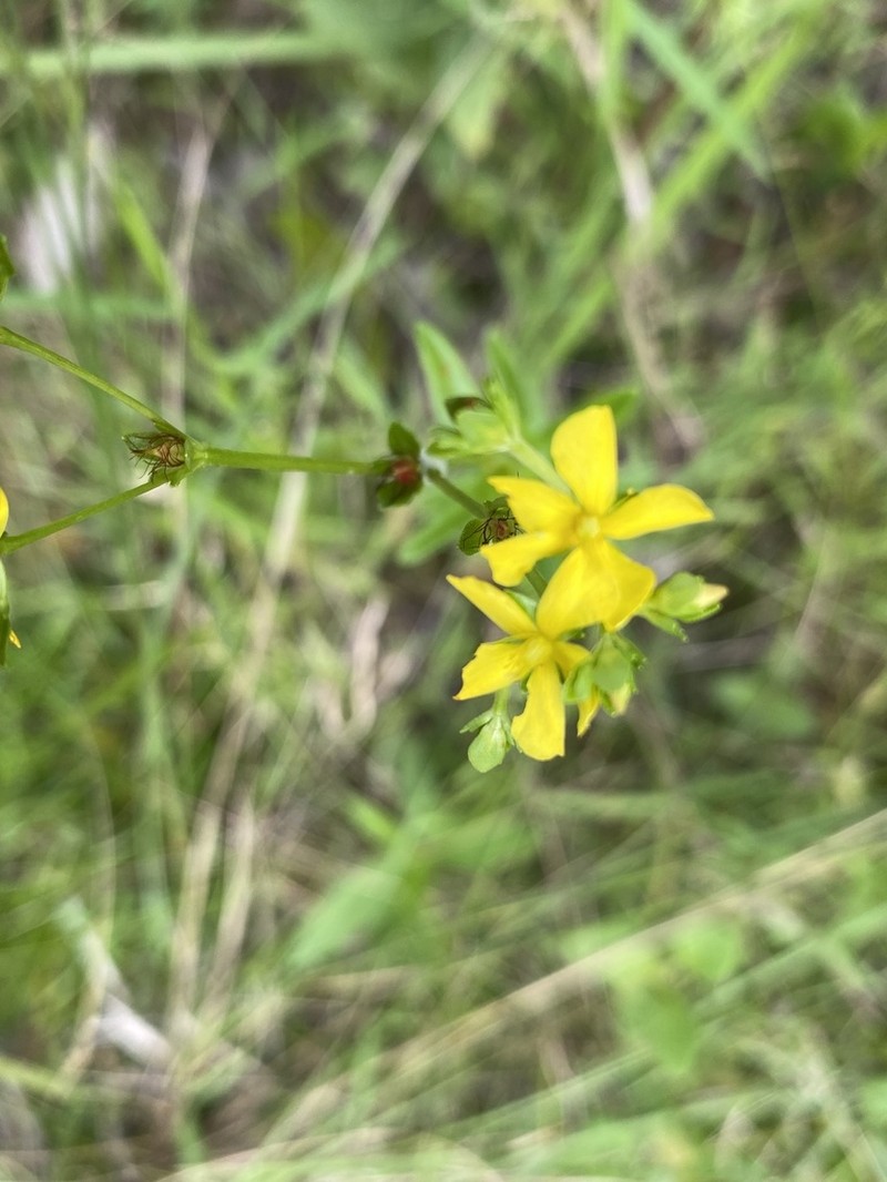 Roundpod St. Johnswort photo 3