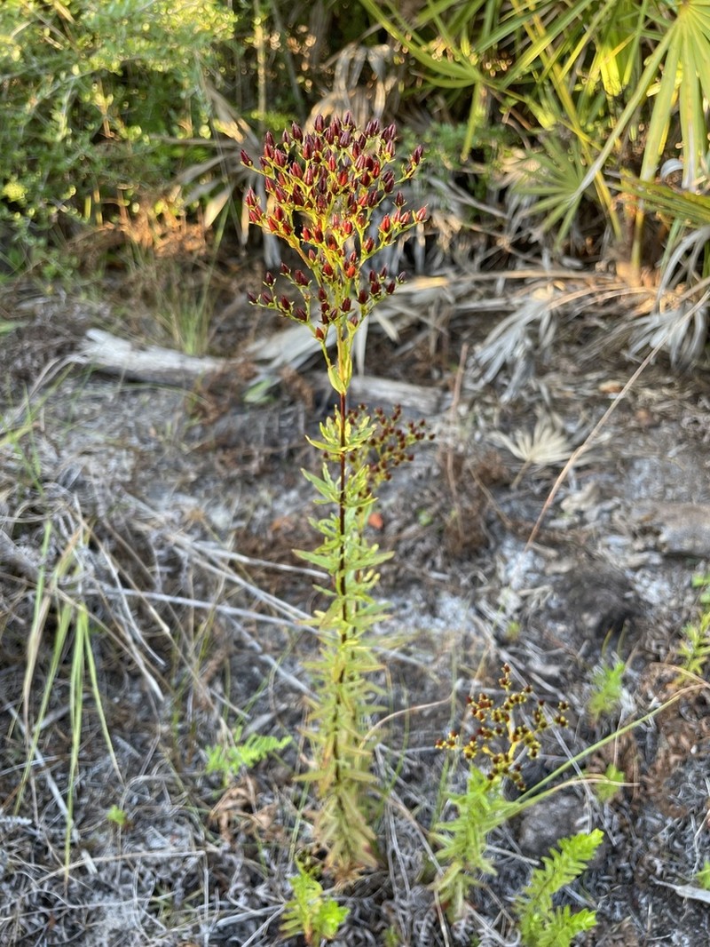 Roundpod St. Johnswort photo 4