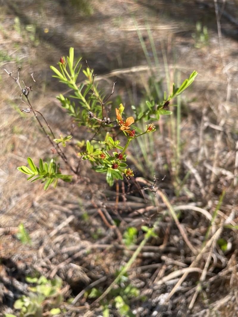 Roundpod St. Johnswort photo 5