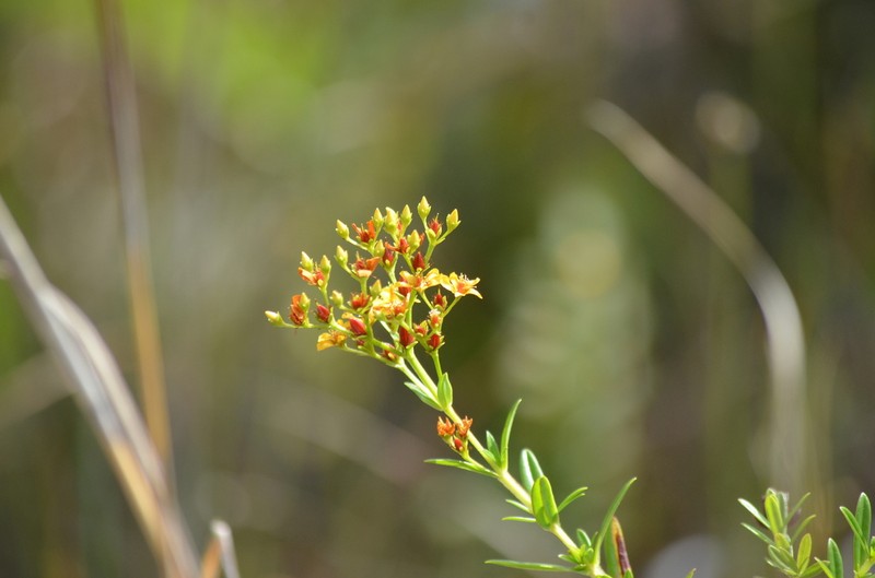 Roundpod St. Johnswort photo 6