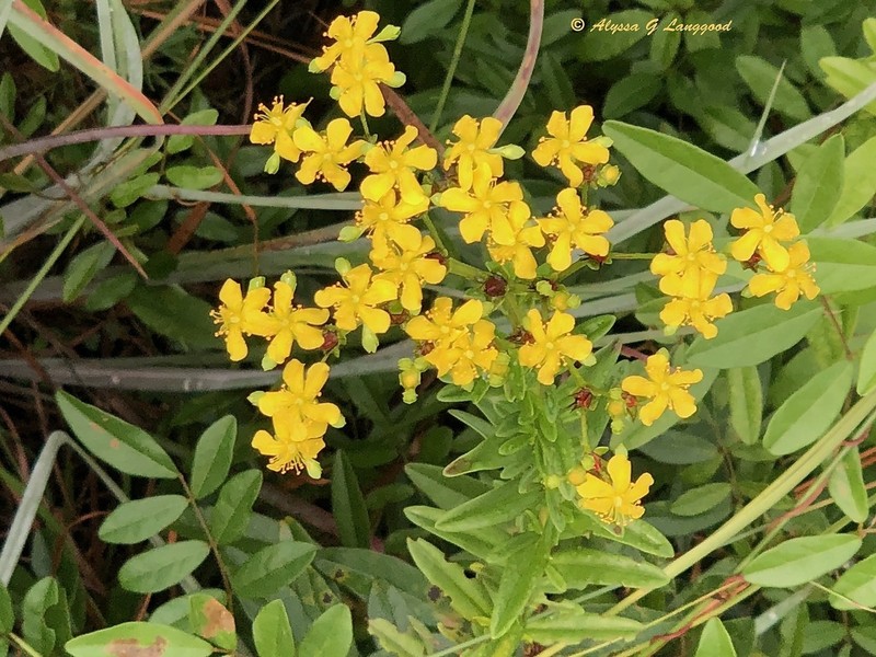 Roundpod St. Johnswort photo 8
