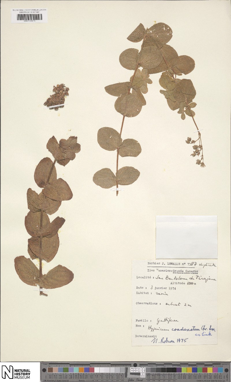 Hypericum coadunatum