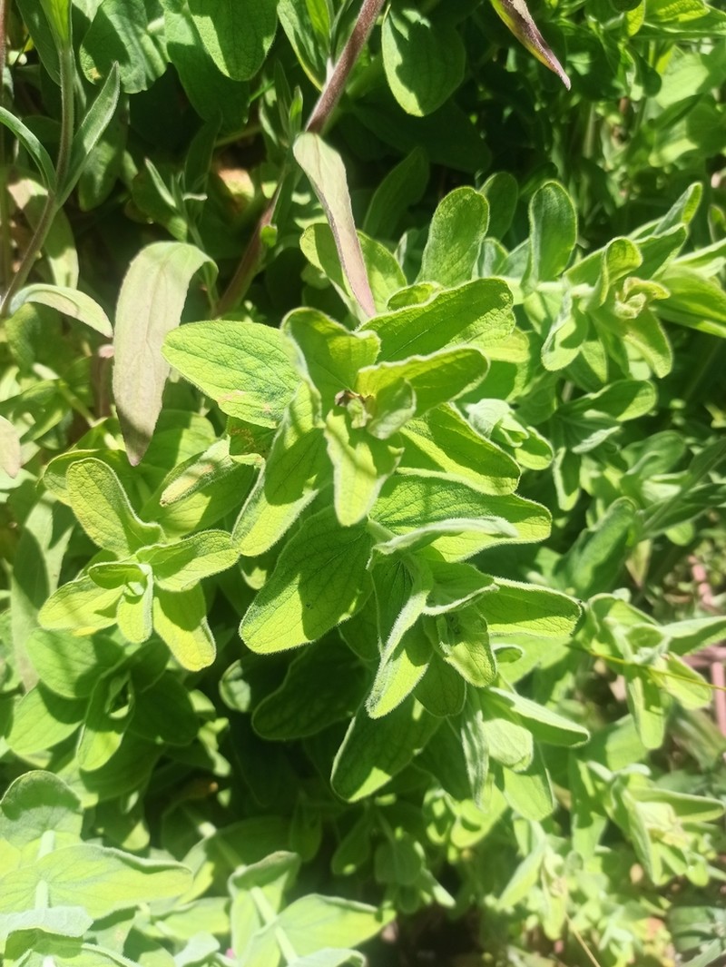 Hypericum coadunatum photo 2