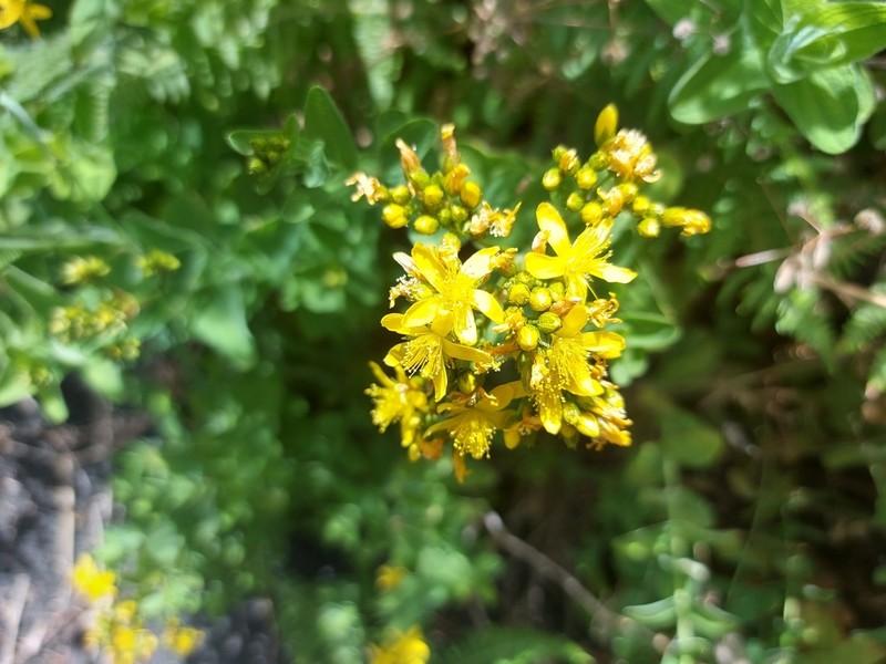 Hypericum coadunatum photo 3