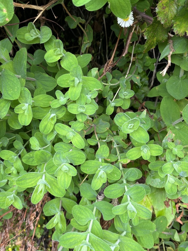 Hypericum coadunatum photo 4